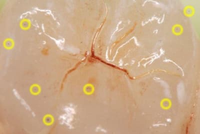 Ccm face occ2 fdqfpq - Eugenol