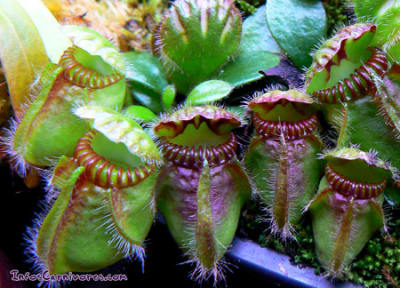 Cephalotus follicularis nspbmn - Eugenol