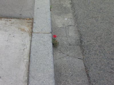 Champ tre et1q7j - Eugenol