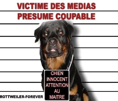 Chien jooggv - Eugenol