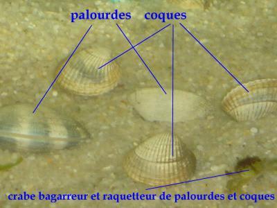 Coquillages beurre échalote rimwl8 - Eugenol