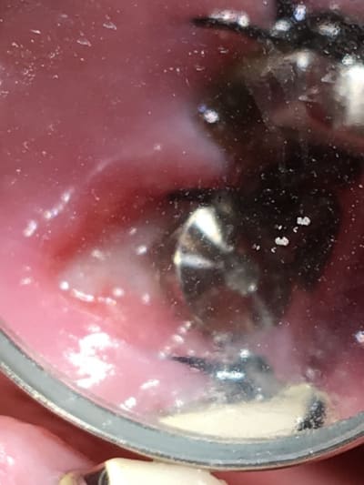 Cpiuhpbdcvowvz4lgx2c - Eugenol