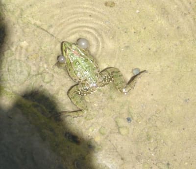 Croaa ucfngz - Eugenol