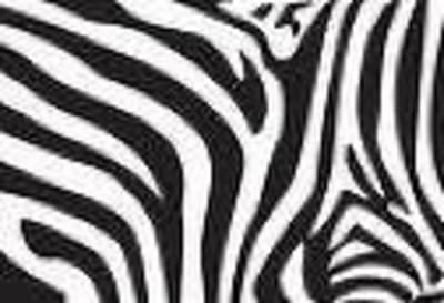 Cuir anti raillure xysxyq - Eugenol