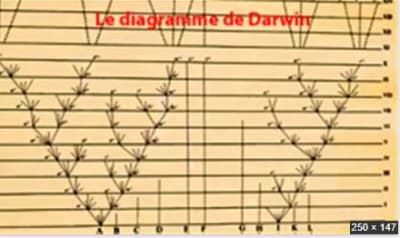 Darwin tmkk4z - Eugenol