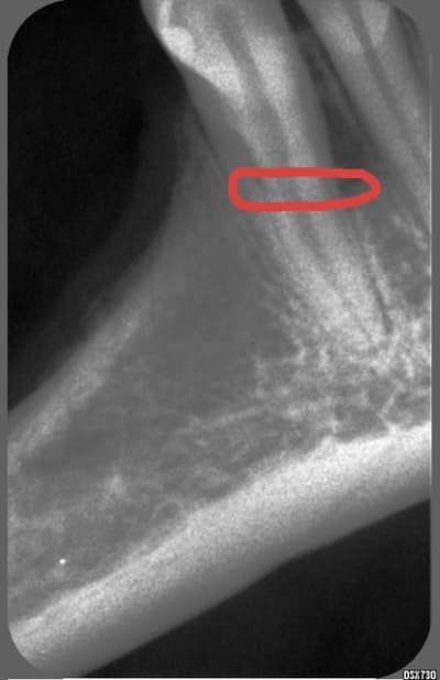 Enigme d6tran - Eugenol