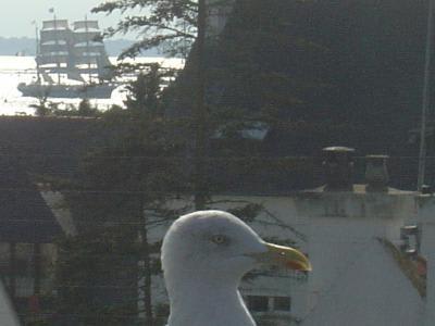 Fameux trois mats fin comme un oiseau joli9v - Eugenol