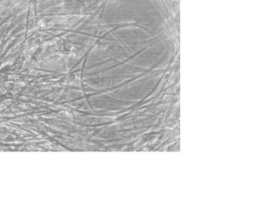 Filaments kmjqbt - Eugenol