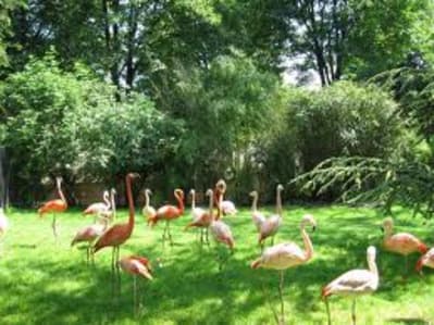 Flamants pas tous roses  rk19hv - Eugenol