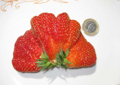 Fraise g ante enolrn - Eugenol