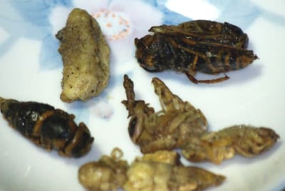 Frelons1 gcklx3 - Eugenol