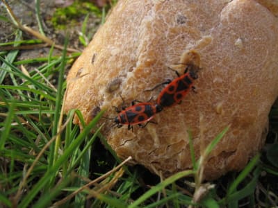 Gendarmes xizmt1 - Eugenol