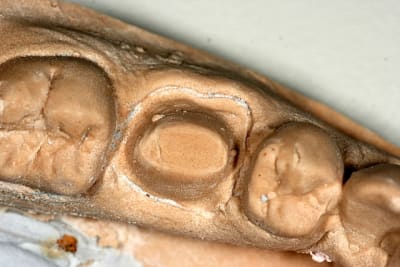 Gros plan etfx4m - Eugenol