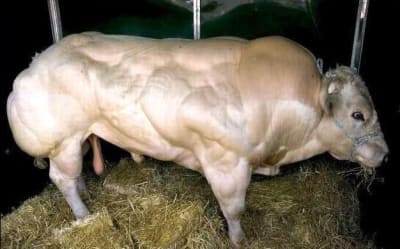 Grosboeuf zbnars - Eugenol