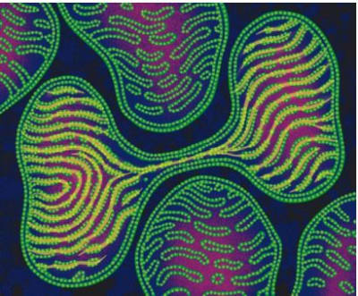 Ha22jp16vbmq7hcsm61uyunttxtp - Eugenol