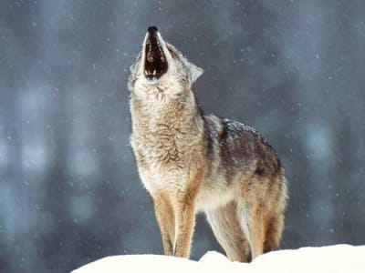 Hurlement de loups 04 bqczdk - Eugenol