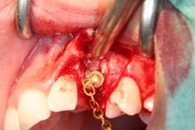 Img 0339 zabm1x - Eugenol