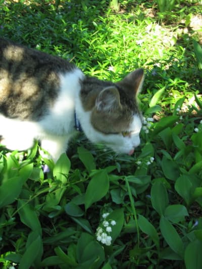 Le chat muguet jbmqyc - Eugenol