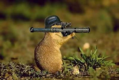 Marmotte de combat n3cajj - Eugenol