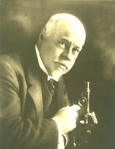 Microscope phill ko4lbc - Eugenol