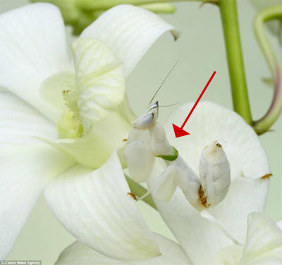 Mimetisme 11 eegroq - Eugenol