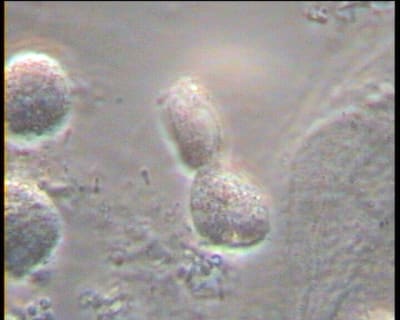 Mme x 3 urgjie - Eugenol