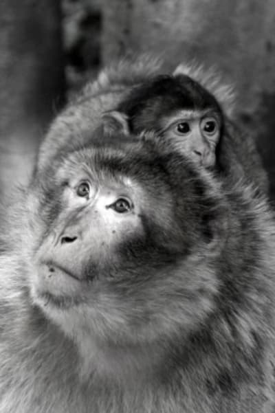 Montagne des singes t9hv24 - Eugenol