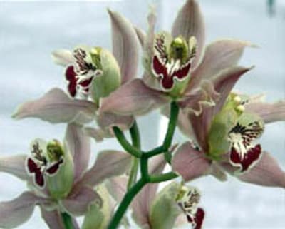 Orchidees d6cqo5 - Eugenol