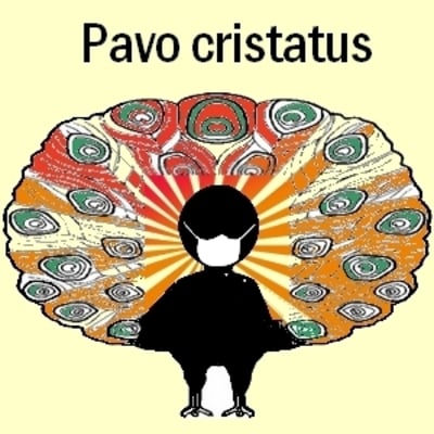Pavo qkiaay - Eugenol