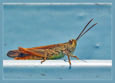 Photo ycgsnt - Eugenol