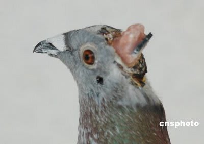 Pigeon telecommande jokpg9 - Eugenol