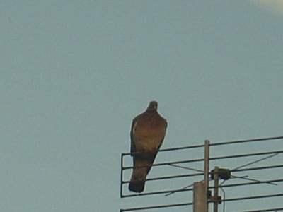 Pigeonne d amibe pu3y7l - Eugenol