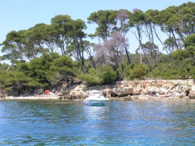 Pins de l ile ste marguerite h8qkn1 - Eugenol