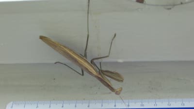 Sans pub duqdup - Eugenol