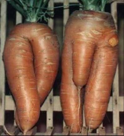 T carotte c1yudu - Eugenol