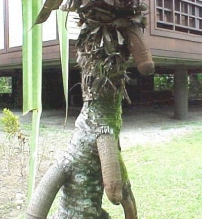 Tree porn 3 ydrqwb - Eugenol