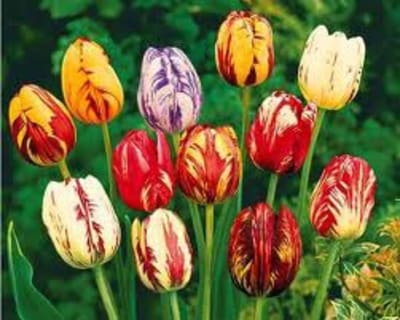 Tulipes flamme dksduz - Eugenol