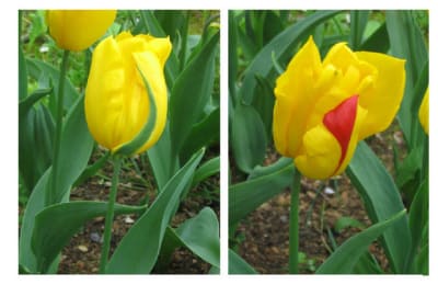 Tulipes geg2fz - Eugenol