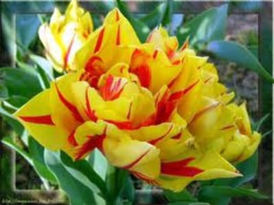 Tulipes tigre pruxft - Eugenol