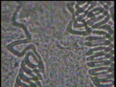 Yen 2 yzkwo3 - Eugenol