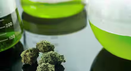 Close-up of cannabis buds placed on a reflective surface, with laboratory glassware containing green liquid in the background. The focus is on the buds, while the beakers and flasks provide a scientific context.