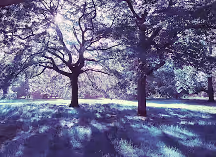 A scenic view of a forest with tall trees and dense foliage bathed in diffused sunlight. The ground is covered in bluish-green grass, with long shadows cast by the tree trunks and branches. The overall atmosphere is serene and ethereal.