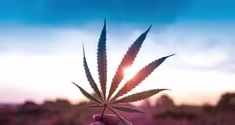 A hand is holding a cannabis leaf against a colorful sky during sunset, creating a silhouette effect with the leaf. The vibrant background includes shades of blue, pink, and orange, with a blurred landscape of trees and fields in the foreground.