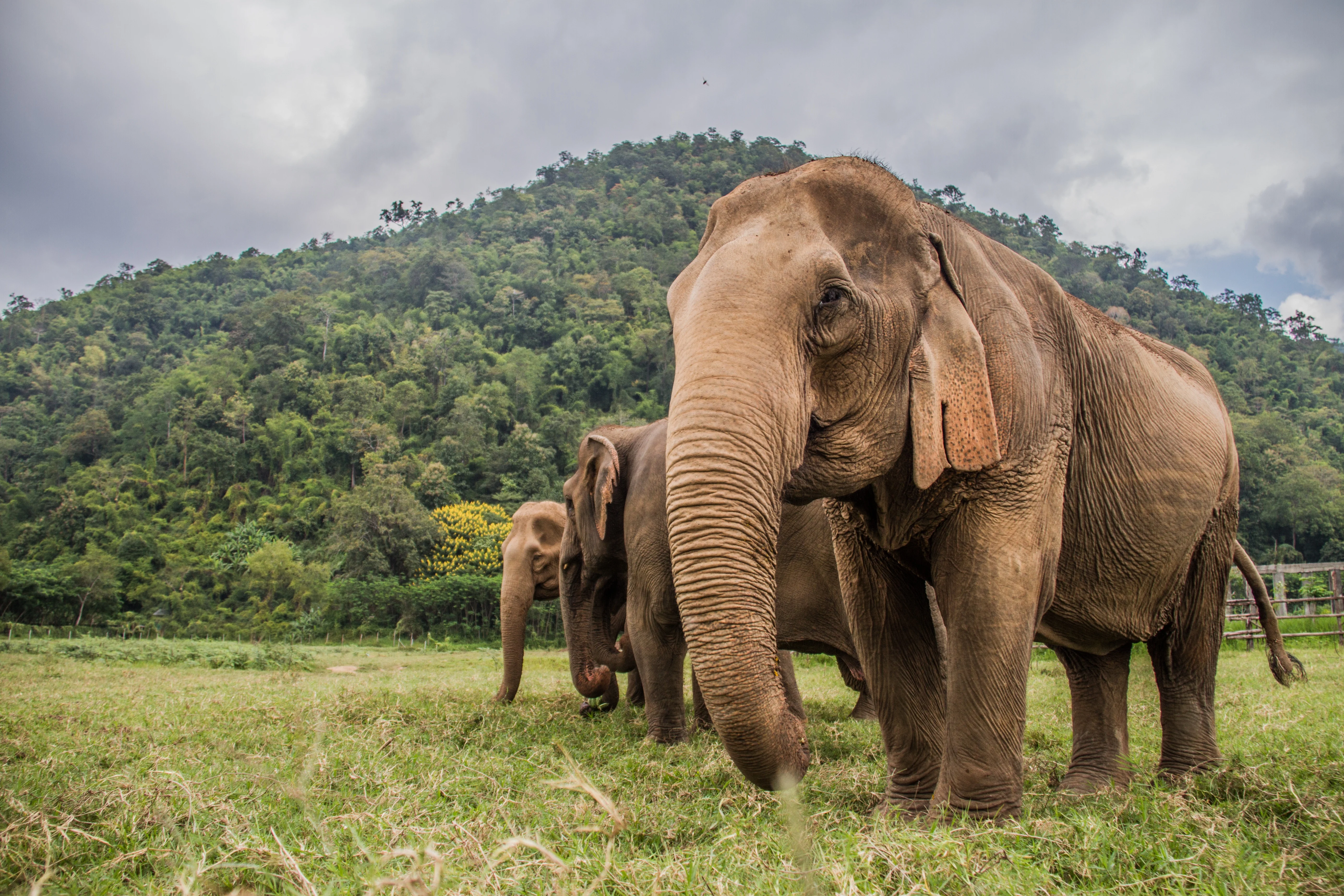 Majestic Elephants in the Nature in Chiang Mai