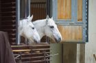 Two White Horses in Stable at Vienna Spanish Riding School