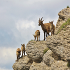 Alpine Ibex Resting on Niederhorn Mountain