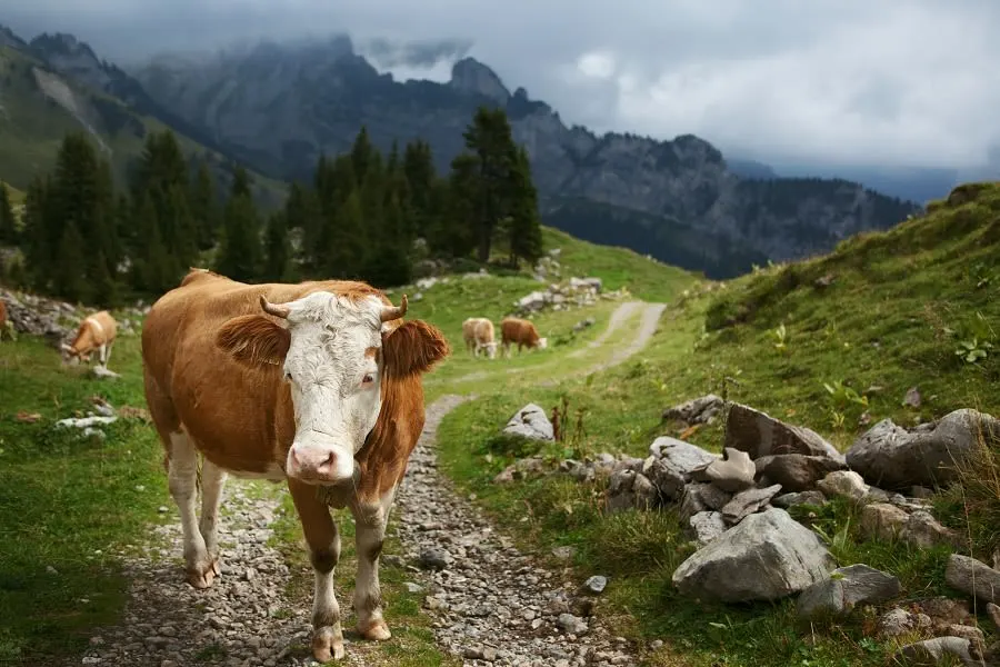 Scenic Europe