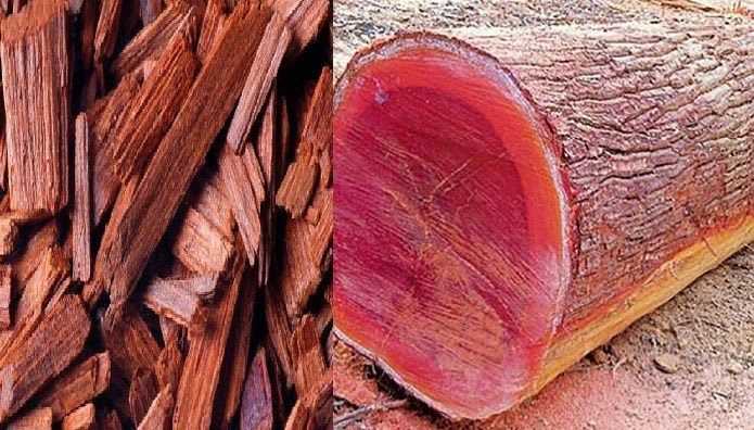 १७ वर्षदेखि वन कार्यालयमै थन्कियो २० मेट्रिकटन रक्तचन्दन