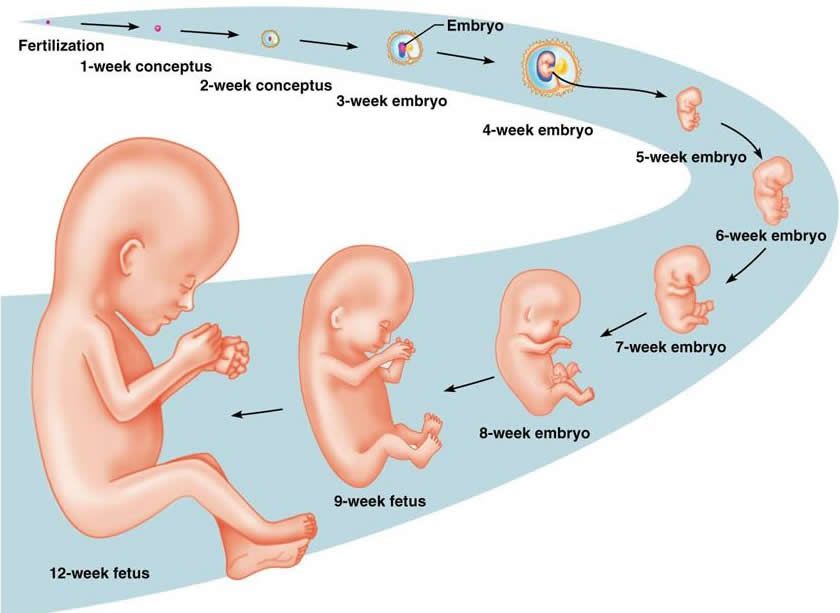 Graphic depicting the human gestation cycle and growth of a fetus