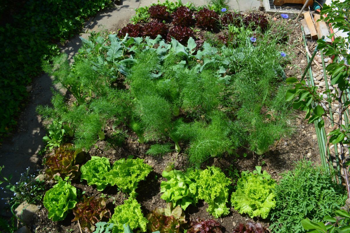 Wer mit wem? Nicht jedes Gemüse mag seinen Nachbarn. Erstelle daher einen genauen Pflanzplan. Damit verhinderst du, dass sich bestimmte Sorten gegenseitig Licht und Nährstoffe wegnehmen.